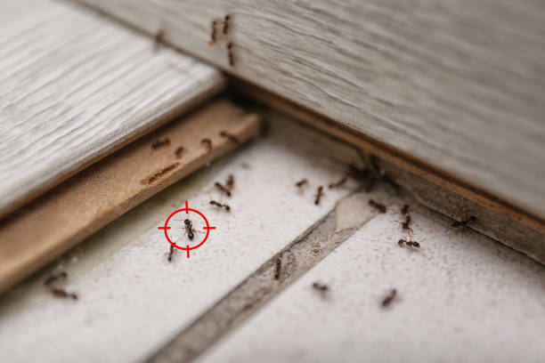 Best Bed Bug Extermination  in Olton, TX
