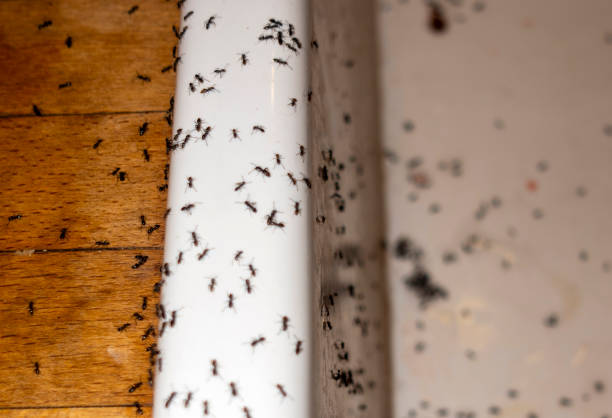 Best Wasp Removal Services  in Olton, TX