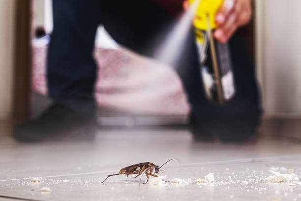 Best Insect Control  in Olton, TX