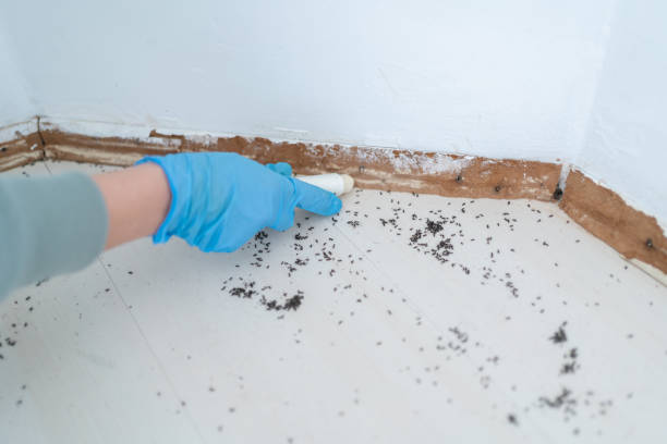 Best Best Pest Control Companies  in Olton, TX
